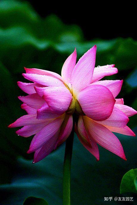 花毛茛双花并蒂开太少见一见到吉祥福气来快看吧