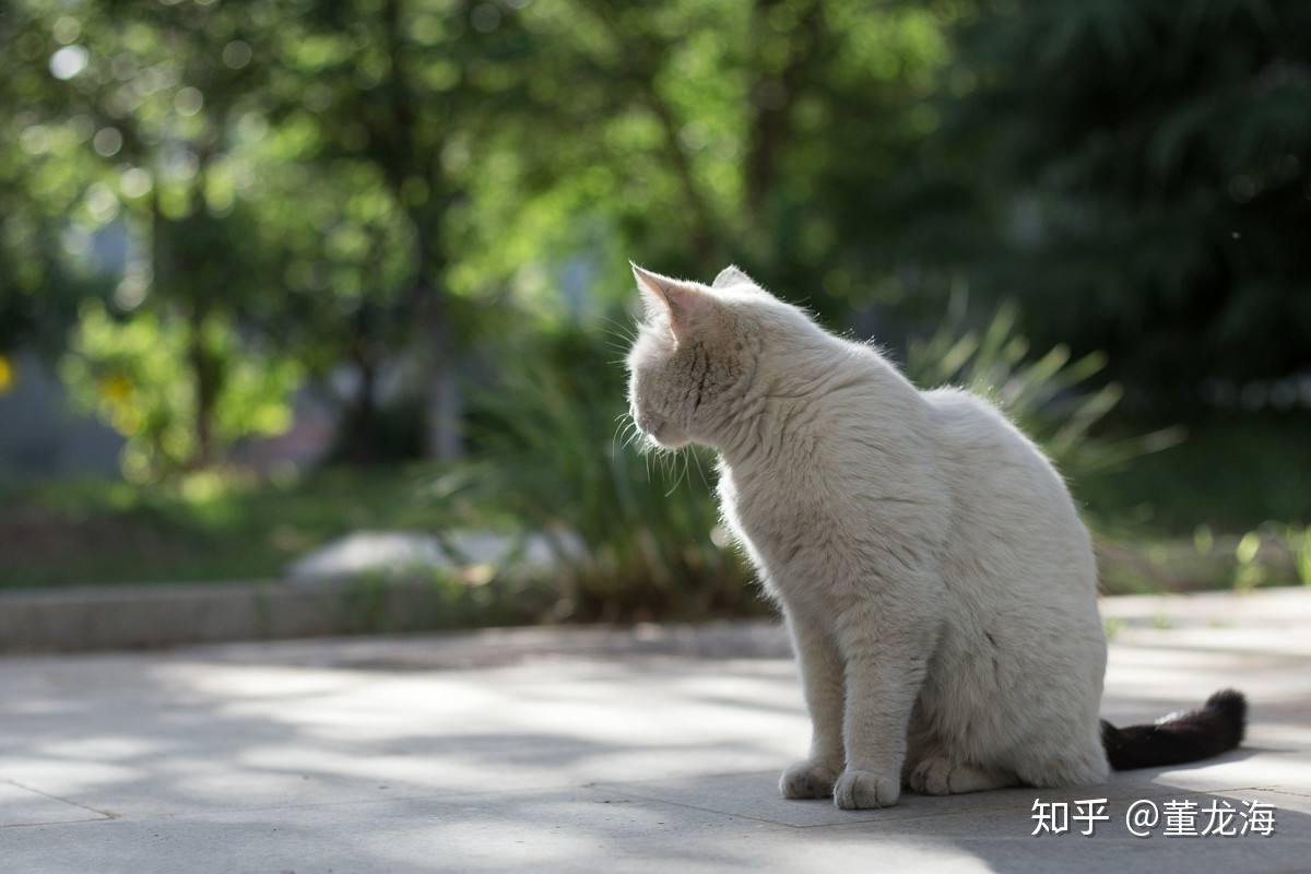 怎样喂养刚出生的小流浪猫?「科瑞卡科普」