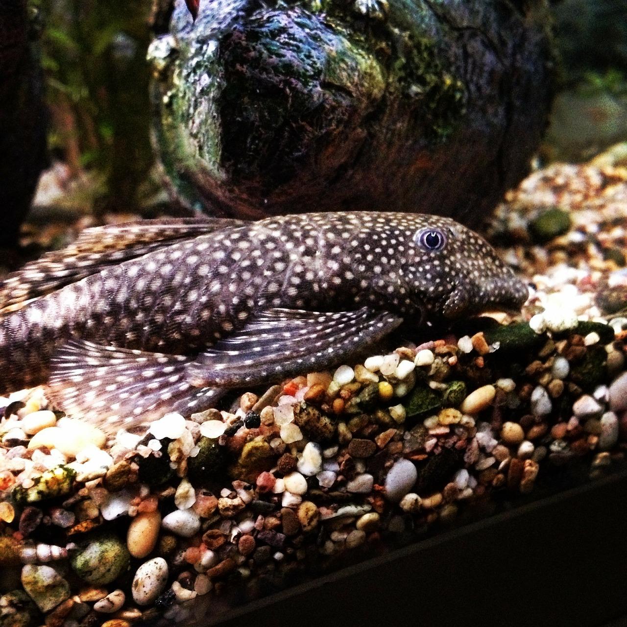 5. 色彩斑斓鱼种集