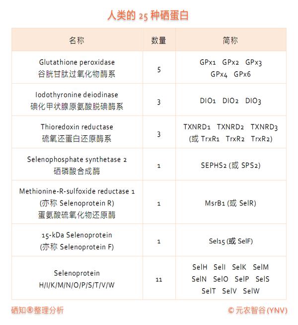 人类的25种硒蛋白 - 知乎