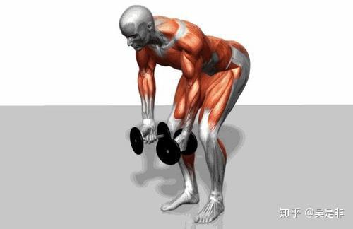 静力性运动被称为等长收缩或等长运动,等长运动时,肌力作用在附着点