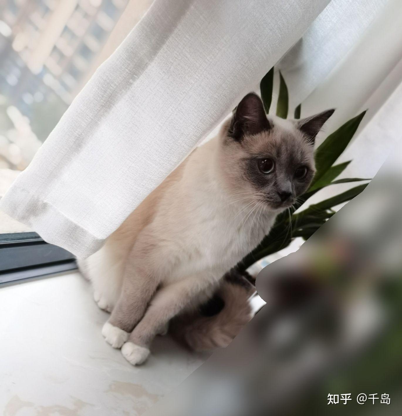 淮北猫友交流群 - 知乎