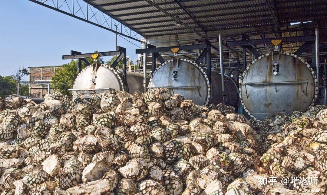 也有用谷物作原料的,更有用甘蔗作为原料的,粗枝大叶的龙舌兰(agave