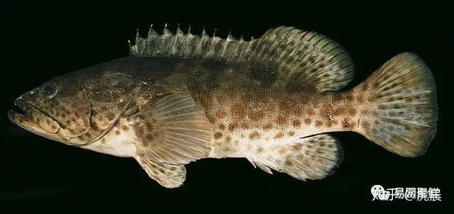 石斑鱼怎么选如何吃常见石斑鱼大全