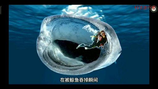 如果被"抹香鲸"意外吞食,会怎么样?