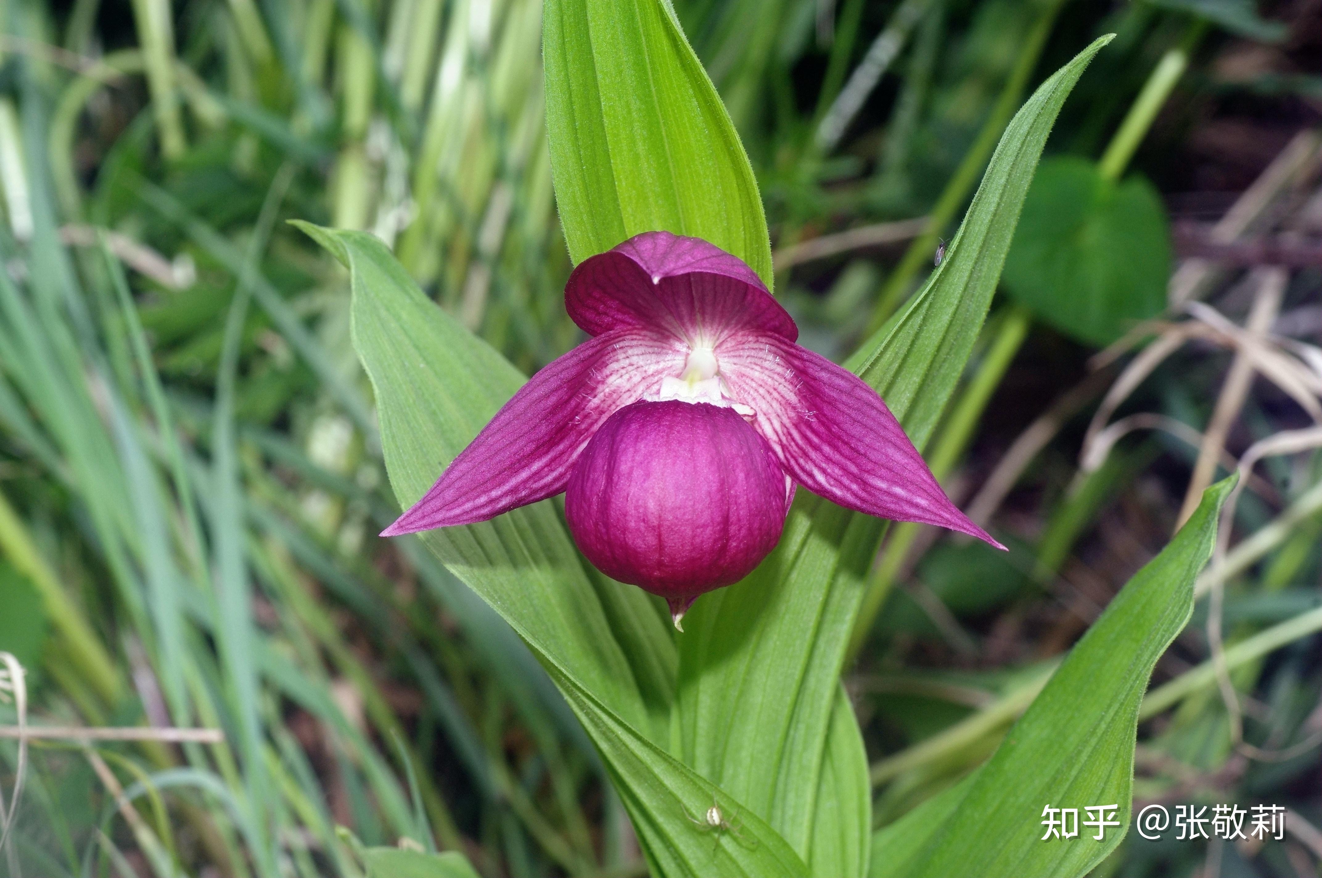 北方常见单子叶观花植物分科检索表(插图版) - 知乎