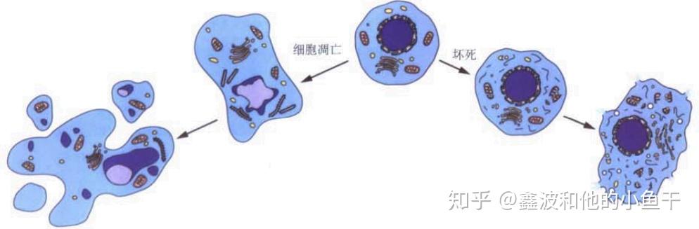 換種死法植物細胞鐵死亡