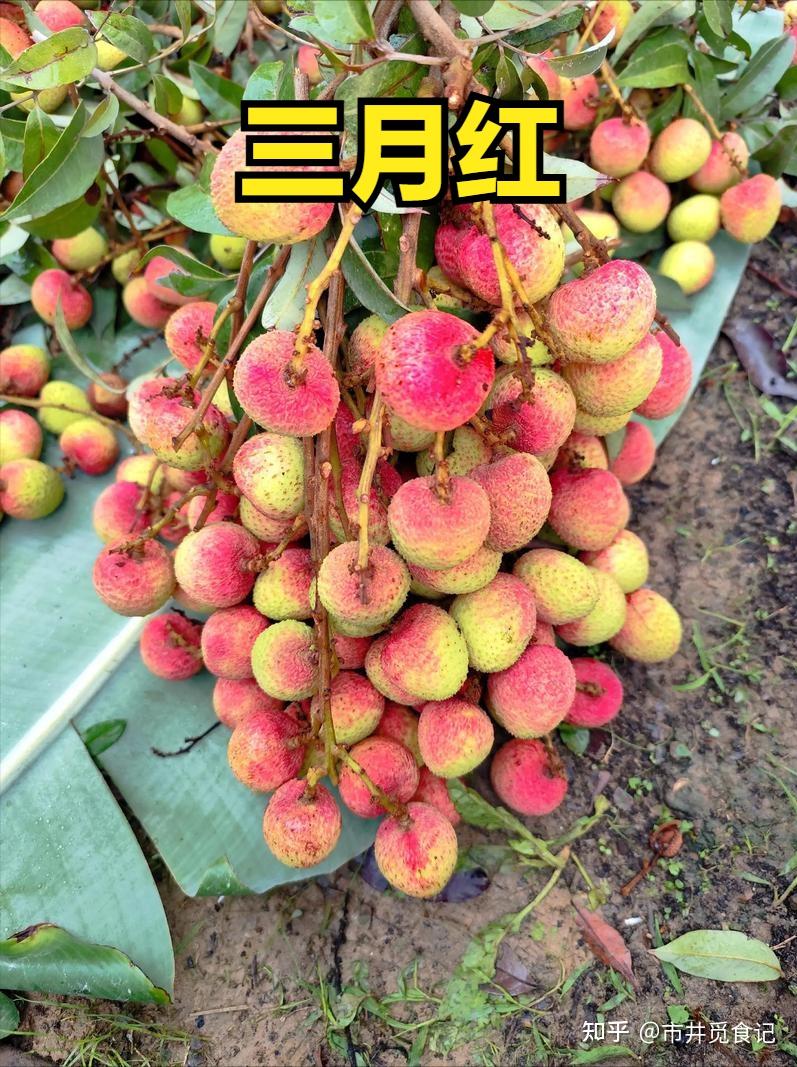 荔枝上市时间表收好!按时间买,从4月吃到7月,月月都有新鲜果 - 知乎