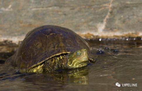 走心全网最全一篇介绍欧洲黄喉的地中海石龟文章