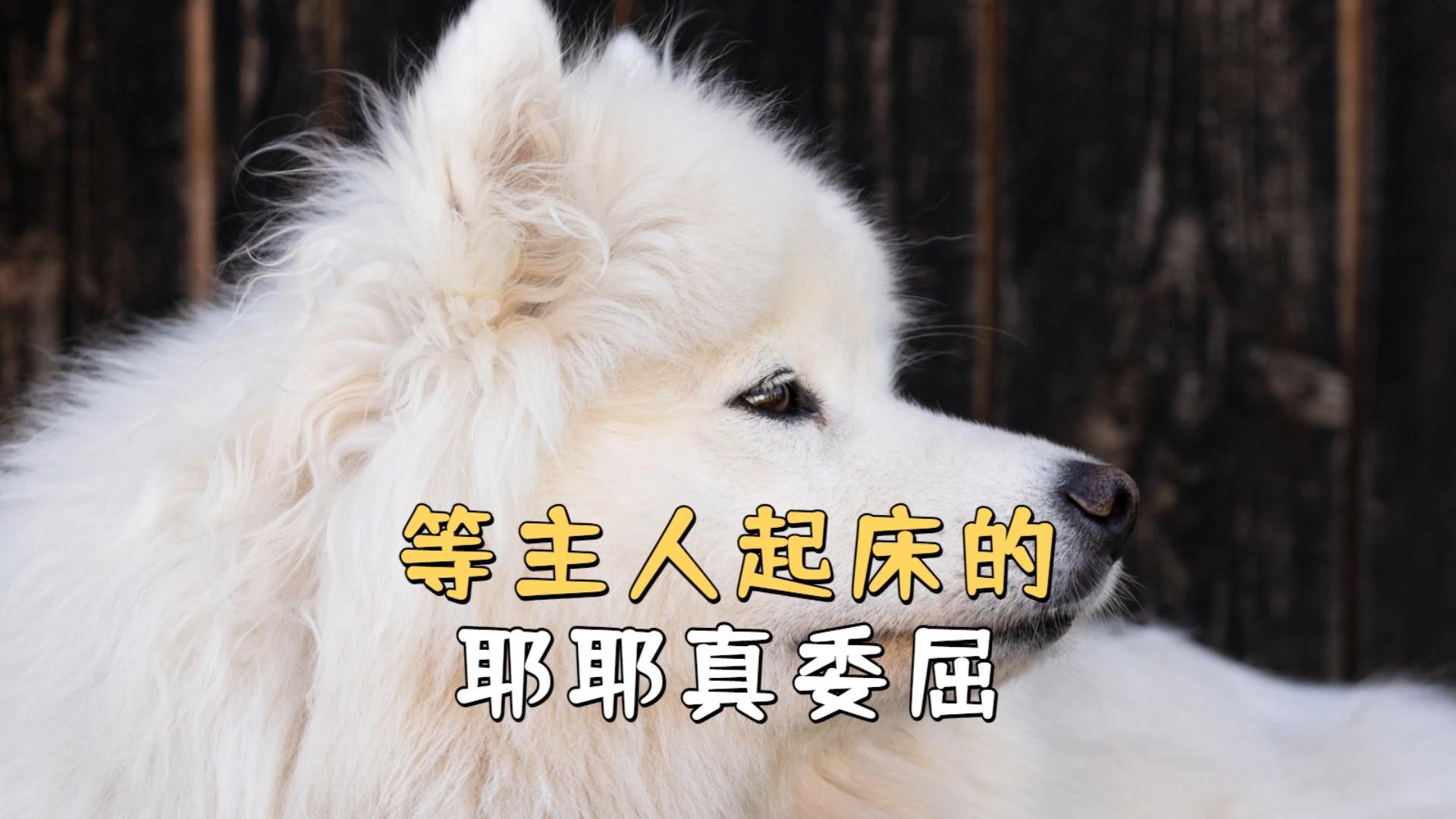 狗狗是如何叫主人起床的