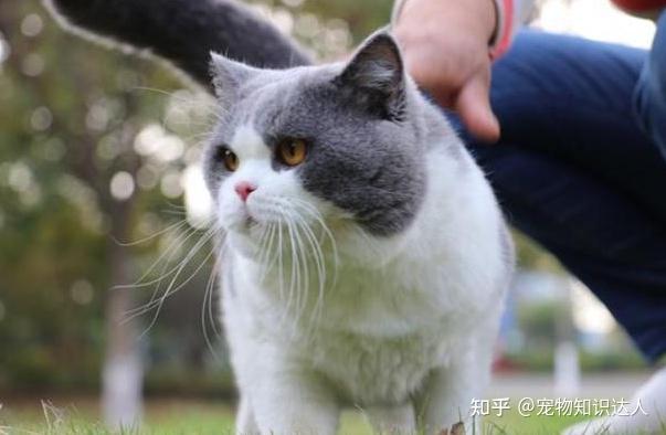 猫界排行榜之小帅猫，每只都威风凛凛！ - 知乎