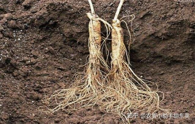 中药材人参用什么叶面肥人参地下茎块膨大肥料用哪种好人参壮根灵叶面