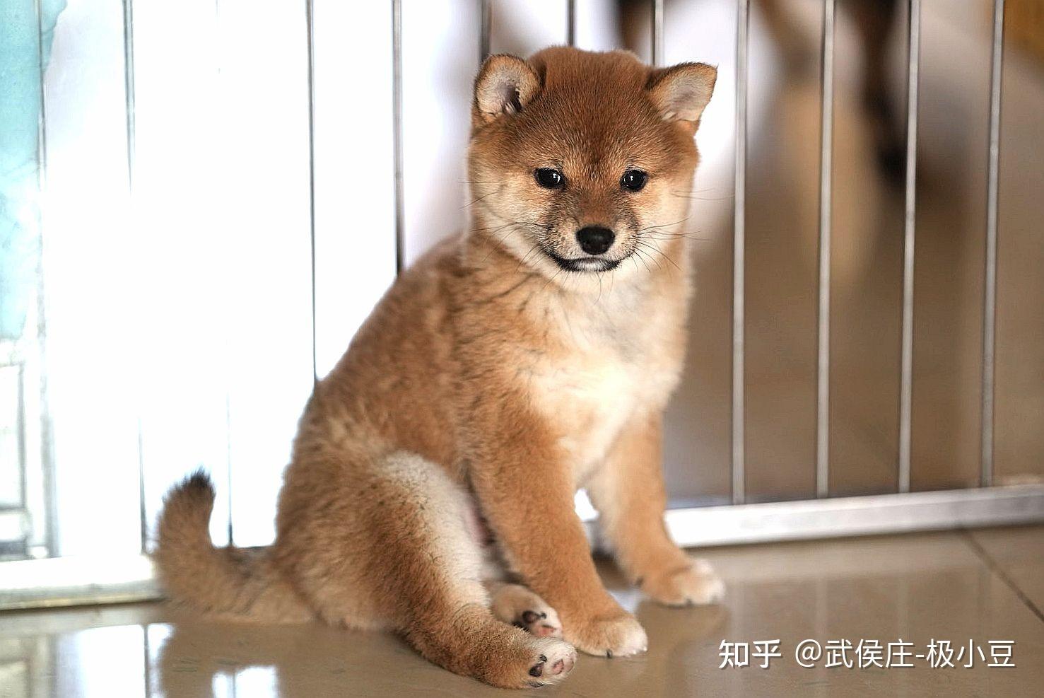 這個是柴犬串串還是田園犬啊