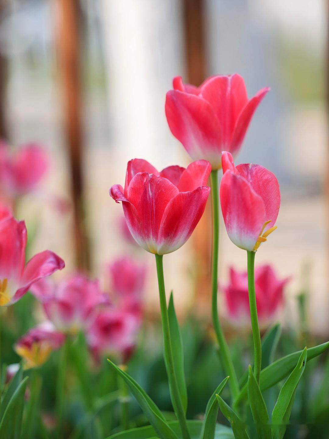 昆明翠湖郁金香,满园春光无限美!(附美图) - 知乎