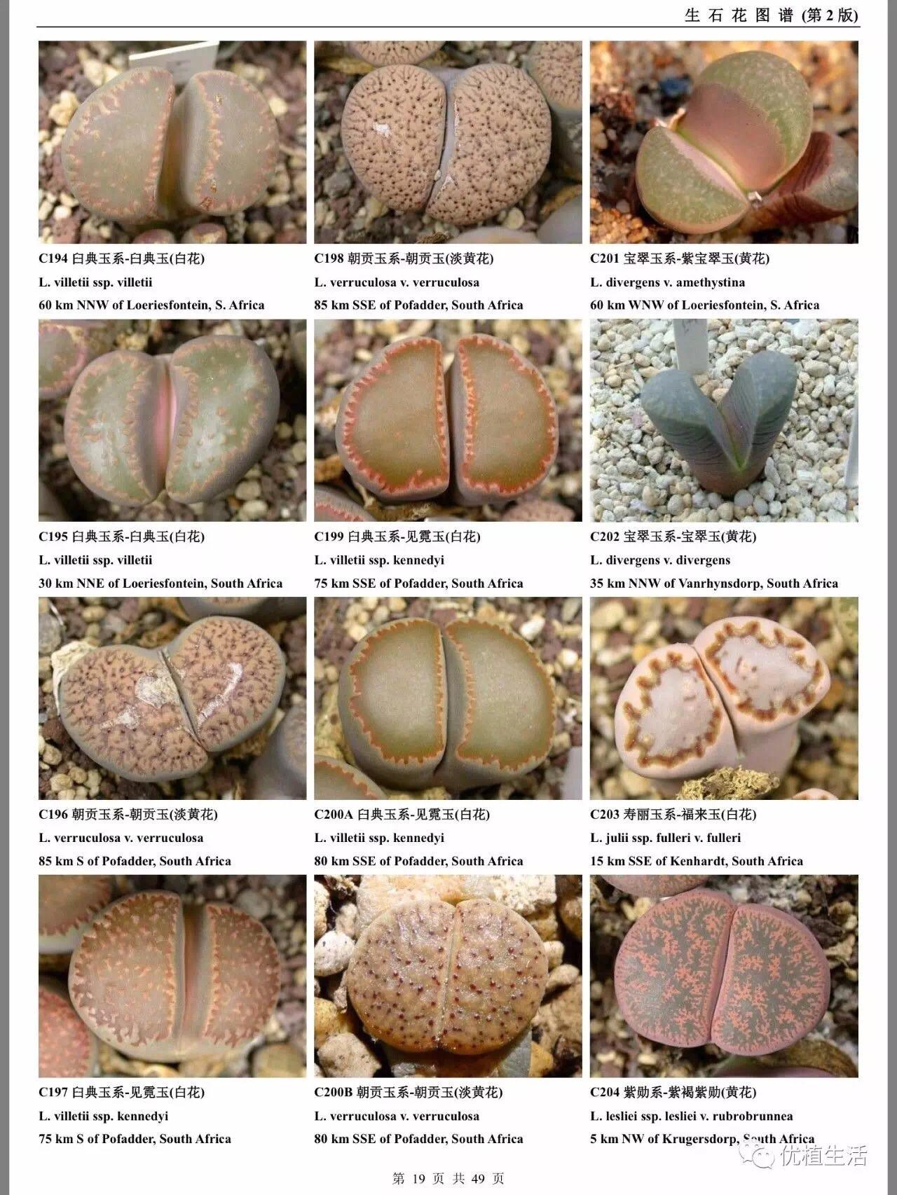 多肉植物#生石花#高清大图图鉴 - 知乎