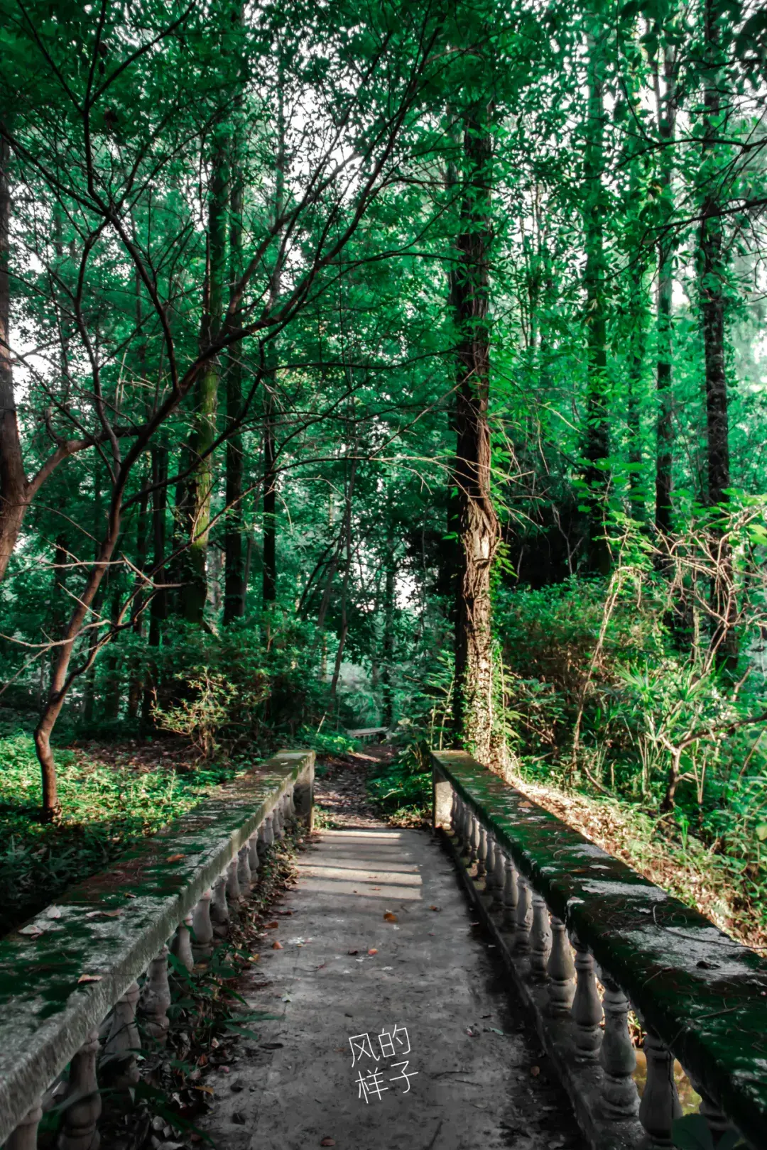 风的照相馆 | 藏在植物园里的秘境丛林 - 知乎