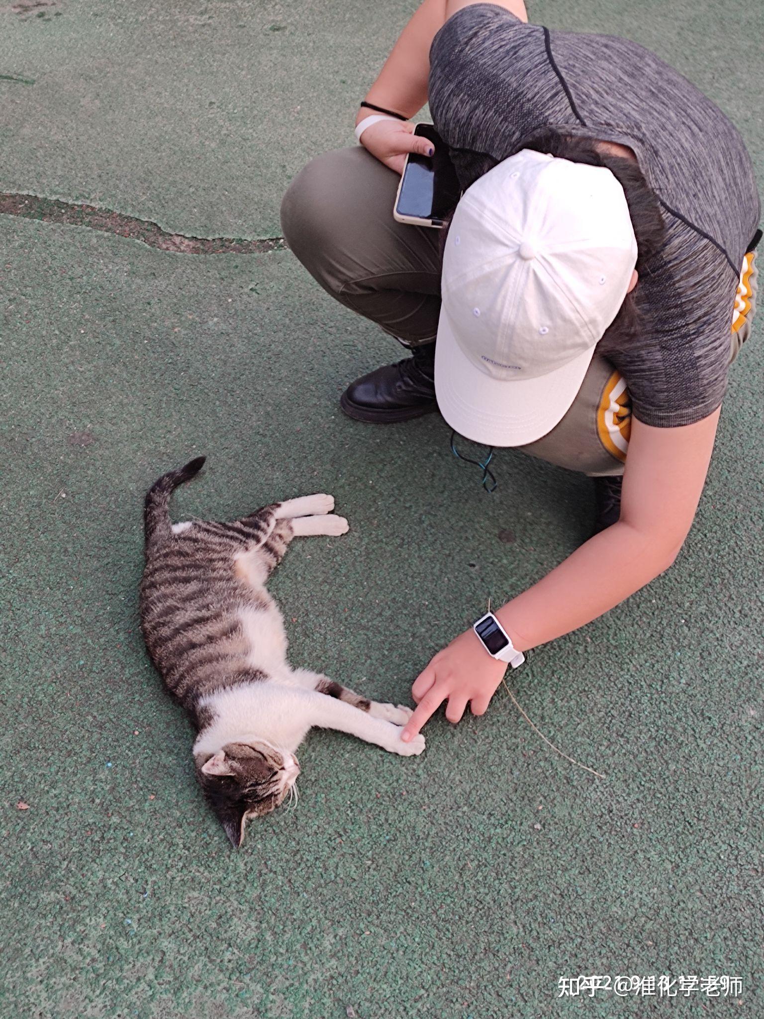 校园里面的人和猫到底有多和谐 - 知乎