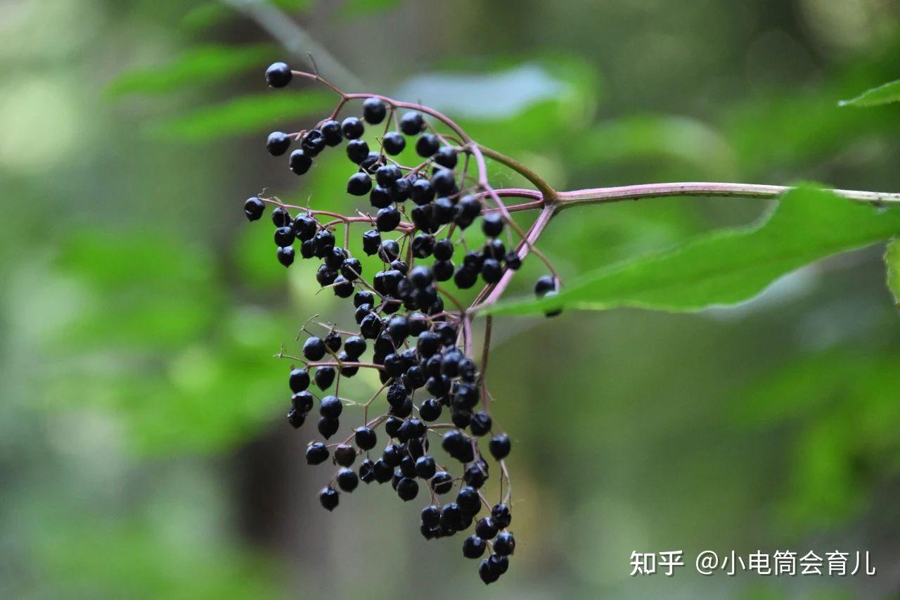 有人知道黑接骨木莓是啥吗? - 知乎