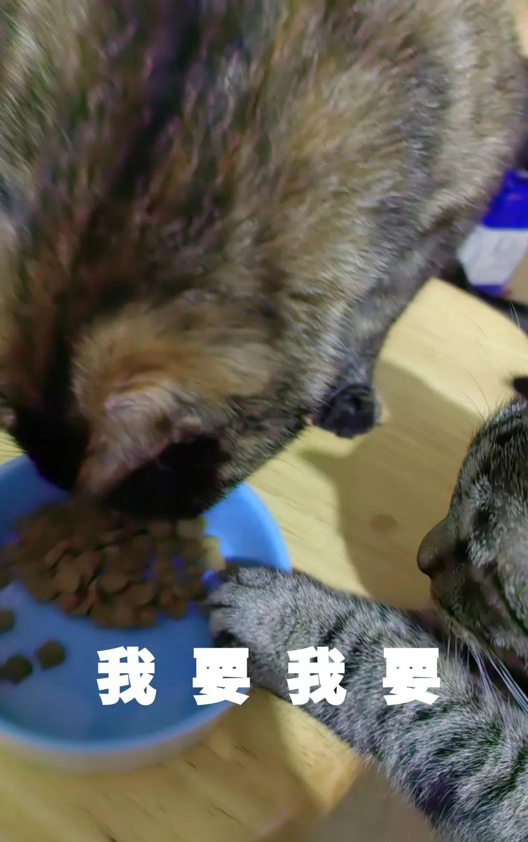 我们围观了『100只猪咪』减肥，甚至动手做了这件事… - 知乎