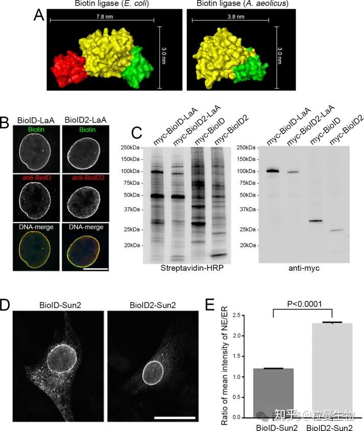技术专题 | 邻近标记：蛋白互作研究的“时空穿梭机”——从BioID到TurboID的技术演进与应用【收藏】 - 知乎
