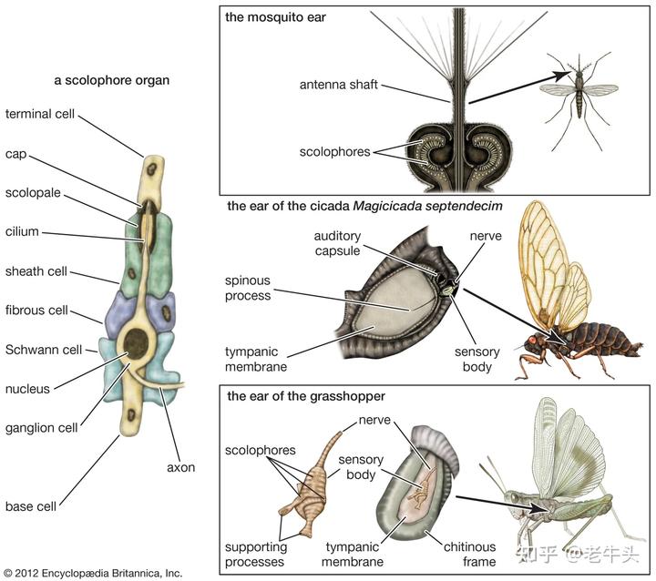 从解剖结构上来看,雄蝉也是有听觉的,它们有与雌蝉一样的听觉器官,都