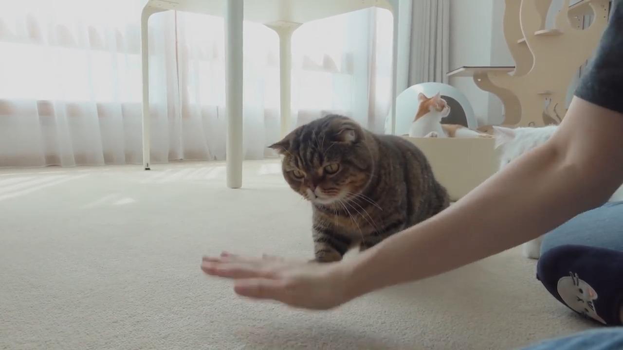 1 万次播放 3:33动物训练之训练猫咪上体重秤刘纷纷 · 4