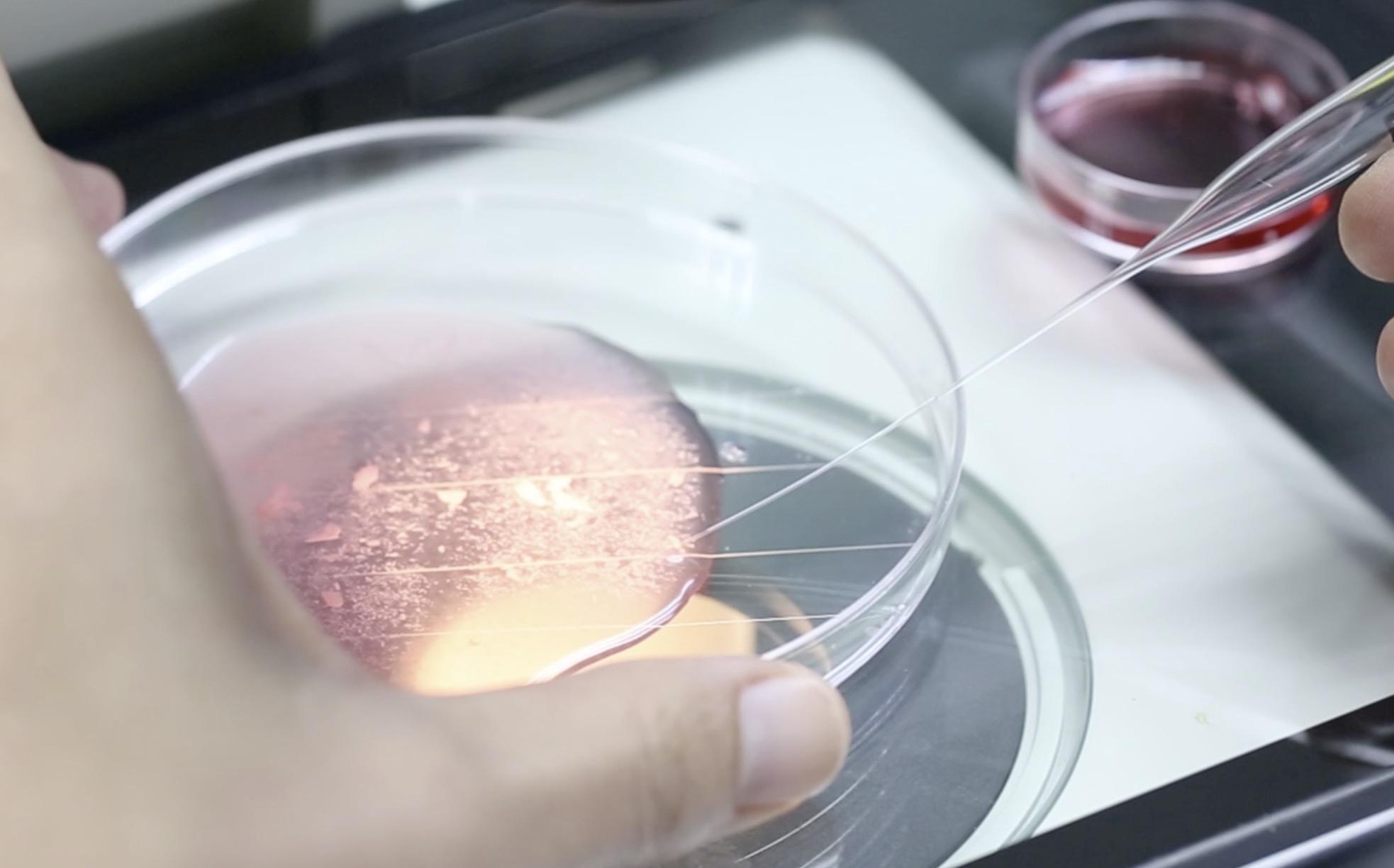 培养皿上不同的液滴代表了不同的含义及操作步骤.