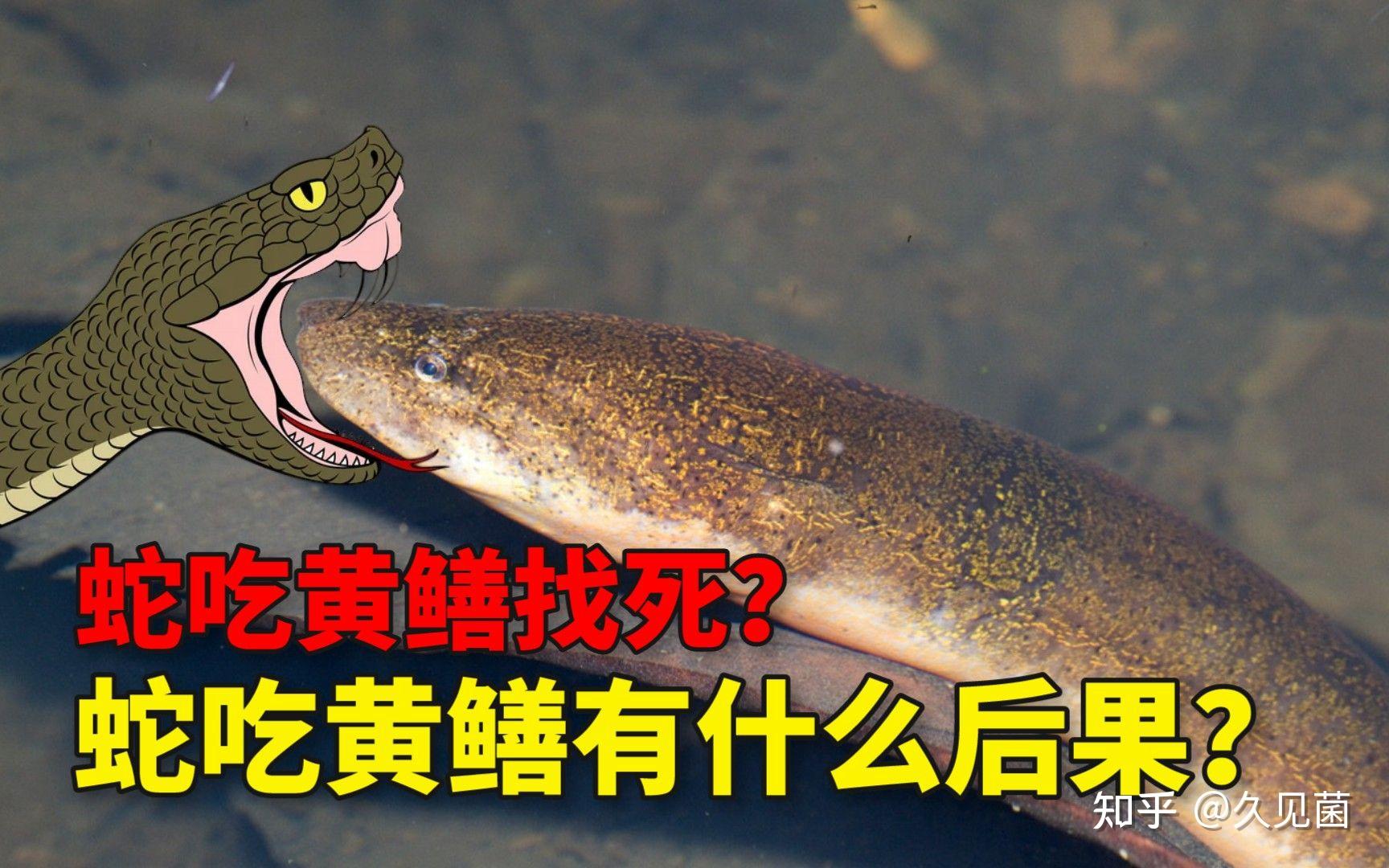 276.黄鳝-中国南方淡水鱼类-图片