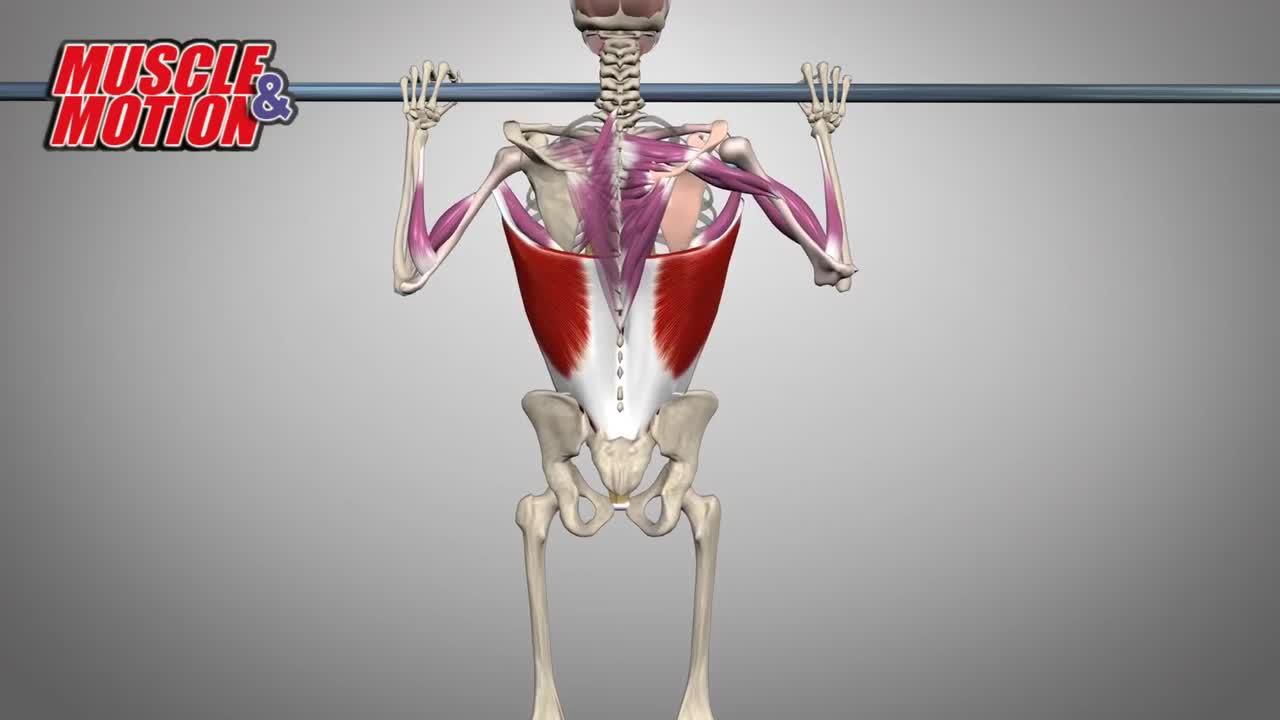 如何快速提升引体向上 v2-d5d83cb808b2b5ef2ac5f7968d4149fe.jpg