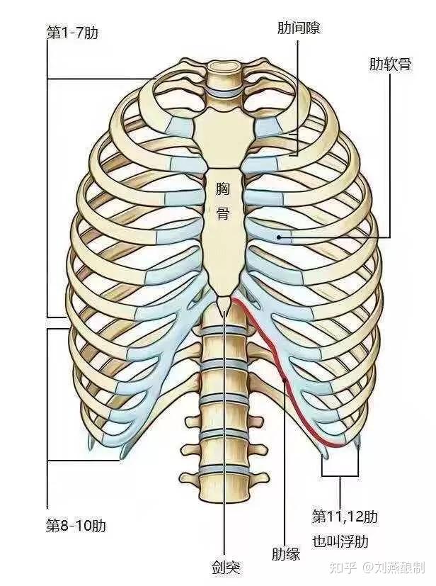 称为假肋,第11—12对肋骨既不与胸部相连,又不与肋骨相连,处于游离的