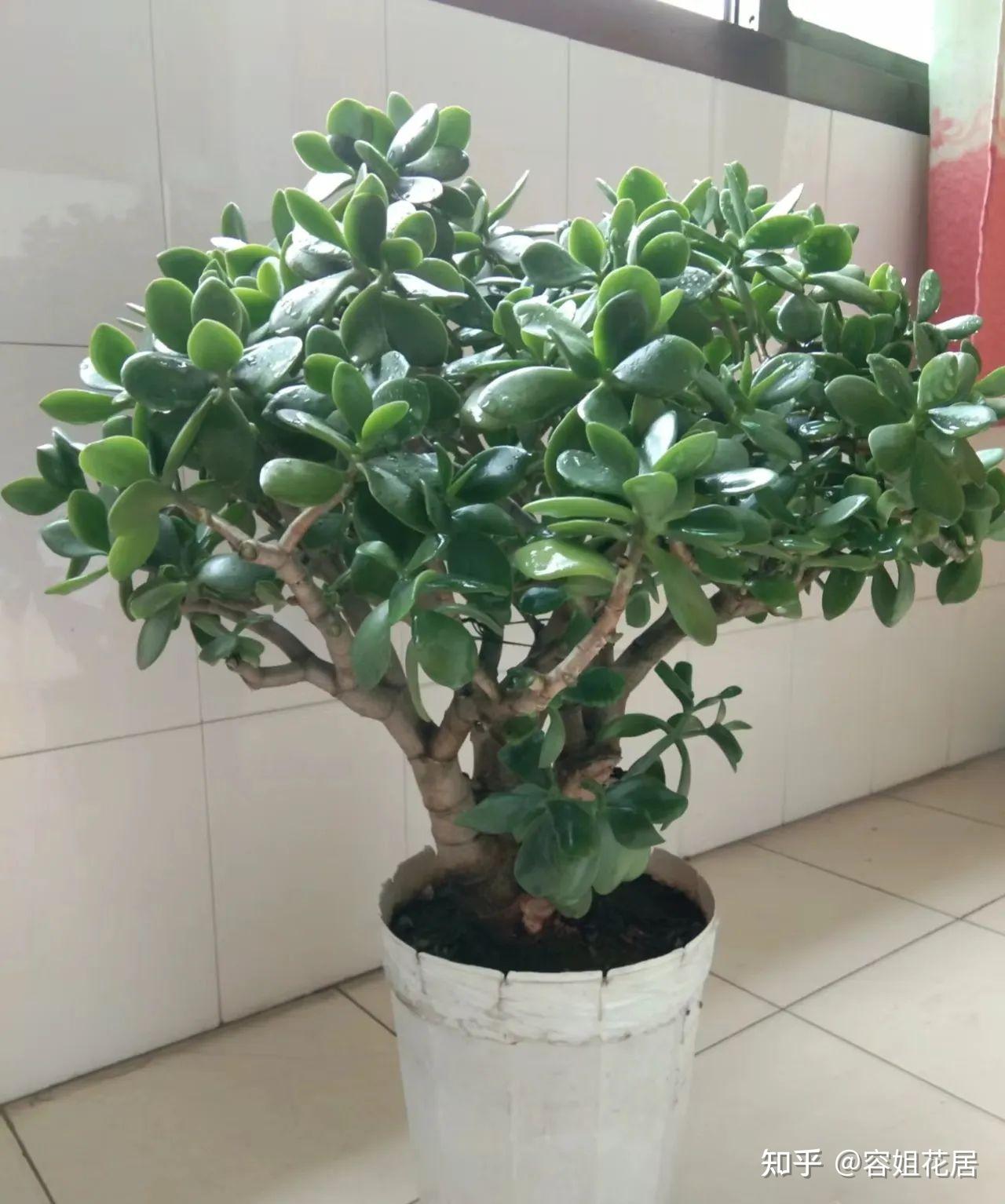 种植玉树该如何养根? - 知乎