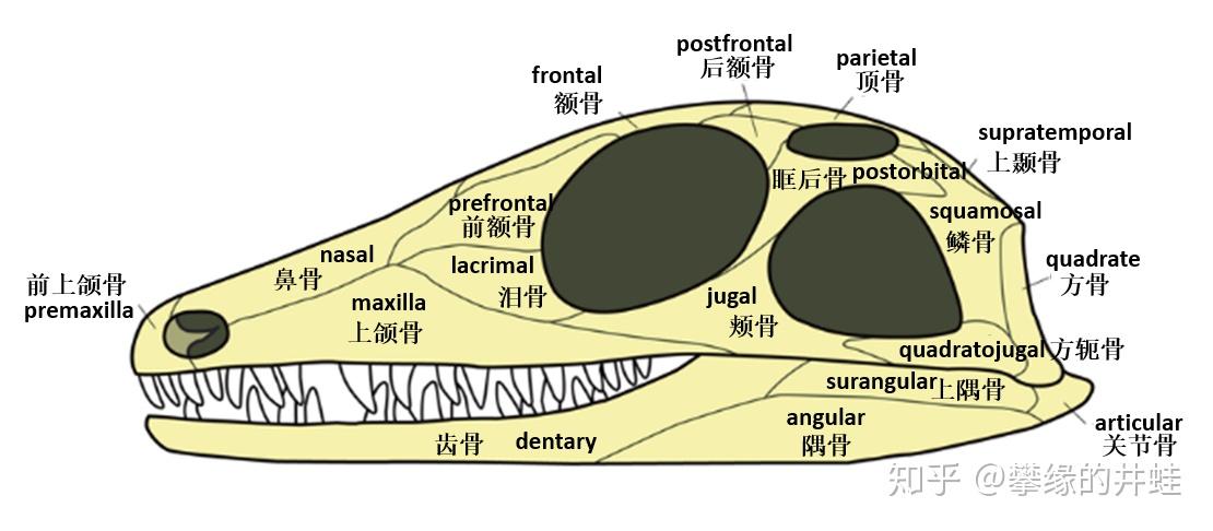 【地球演义】百兽图4：盖凿齿 - 知乎