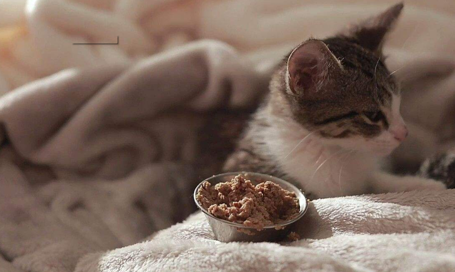 夏天猫咪食欲下降怎么办？卡比猫粮适口性好猫咪更爱吃！