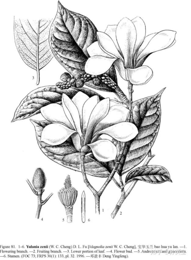 科学绘画被子植物家族的木兰科成员