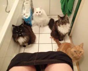 猫为什么会在人上厕所时跟着去? 15 v2 d5ef6b336e1137d78d8b74b38f73fa39 720w