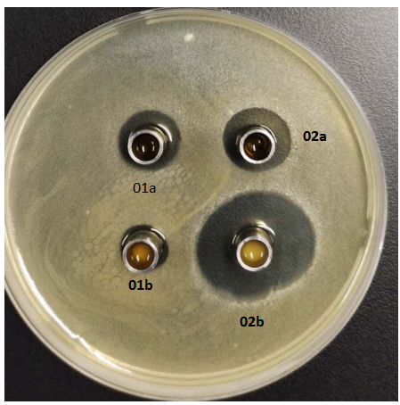 cgmcc 153602 抑菌培养皿照片注:01a,24h发酵液离心上清液的抑菌圈