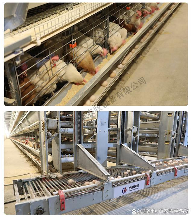 虫可内服丙硫咪唑20～30毫克/千克体重,或用阿福丁(虫克星)拌料服用