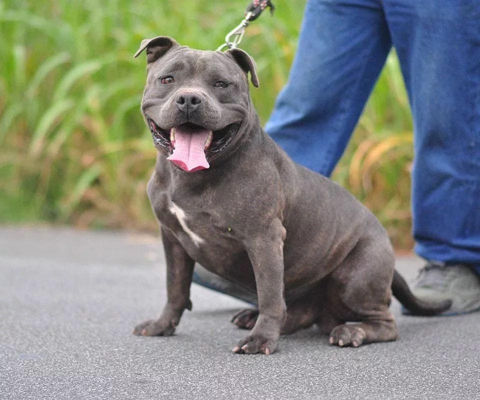 第二高分是ibizan hound,伊比赞猎犬,画风也是十分清奇的,leonardo