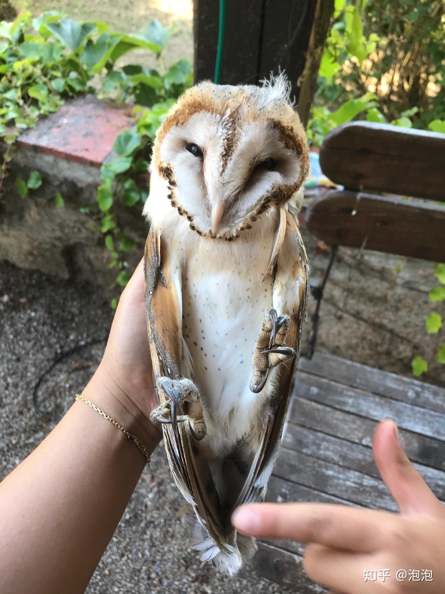 养猫头鹰是一种怎样的体验? - 知乎