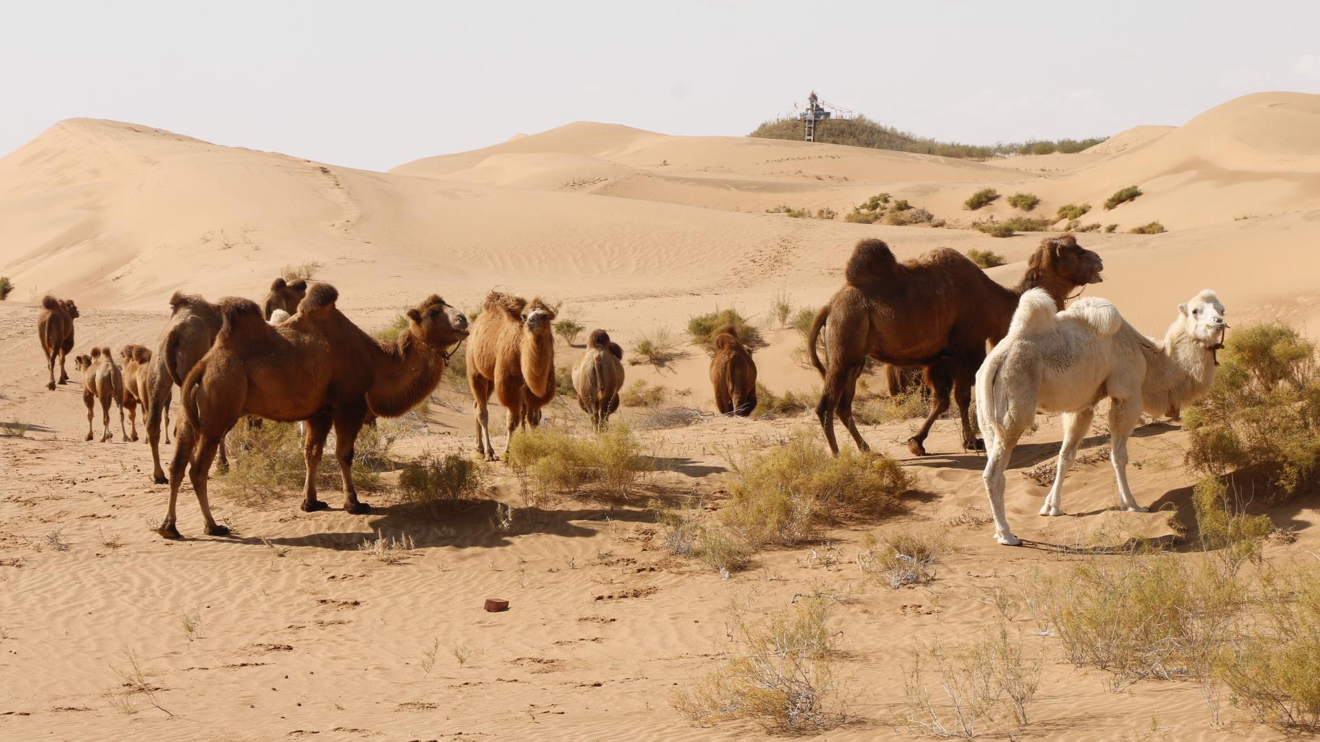 迪拜驼奶粉去迪拜旅游必购品之，这个奶真的有那么好吗_骆驼
