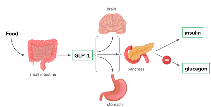 质疑GLP-1，理解GLP-1，成为GLP-1