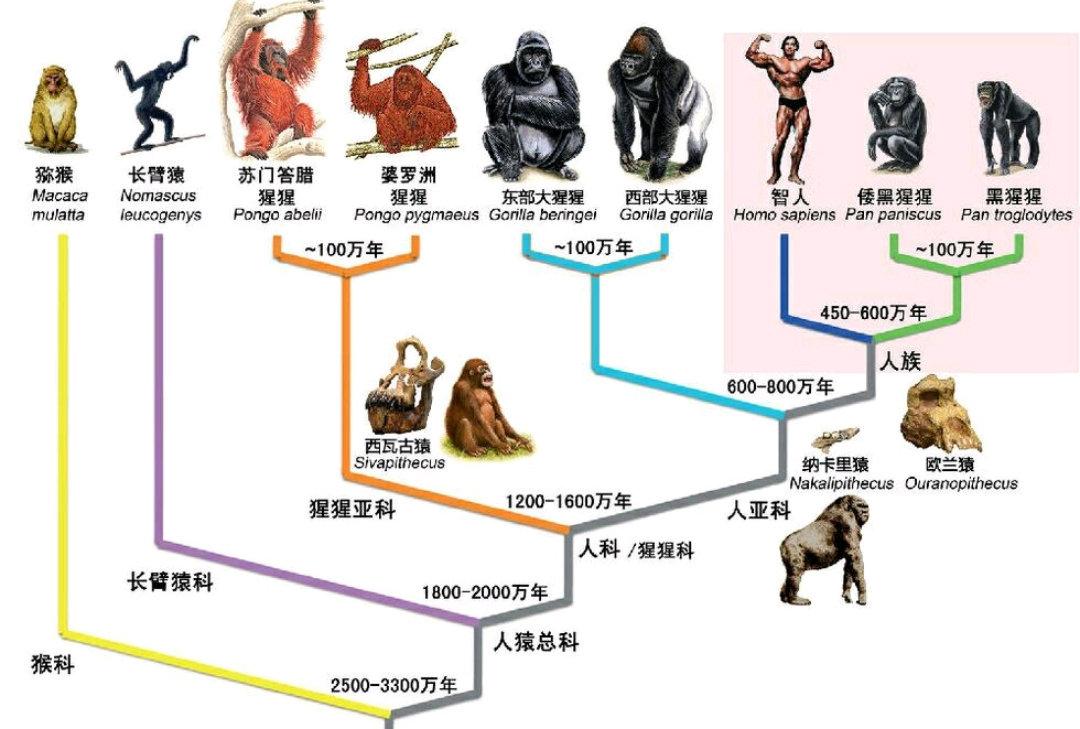 人类祖先经历了什么,才被逼进化成了恐怖直立猿? - 知乎