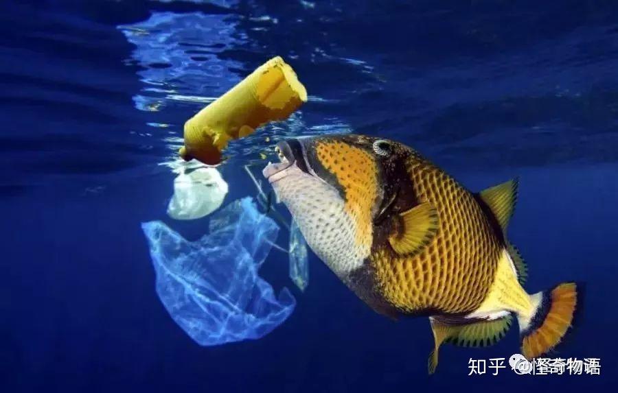 一组图告诉你"海洋塑料污染"有多可怕 看着都觉得疼