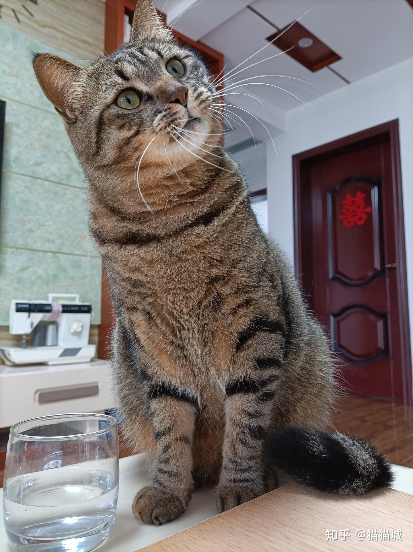 据说人“变矮”后，猫就会主动凑上来？ - 知乎