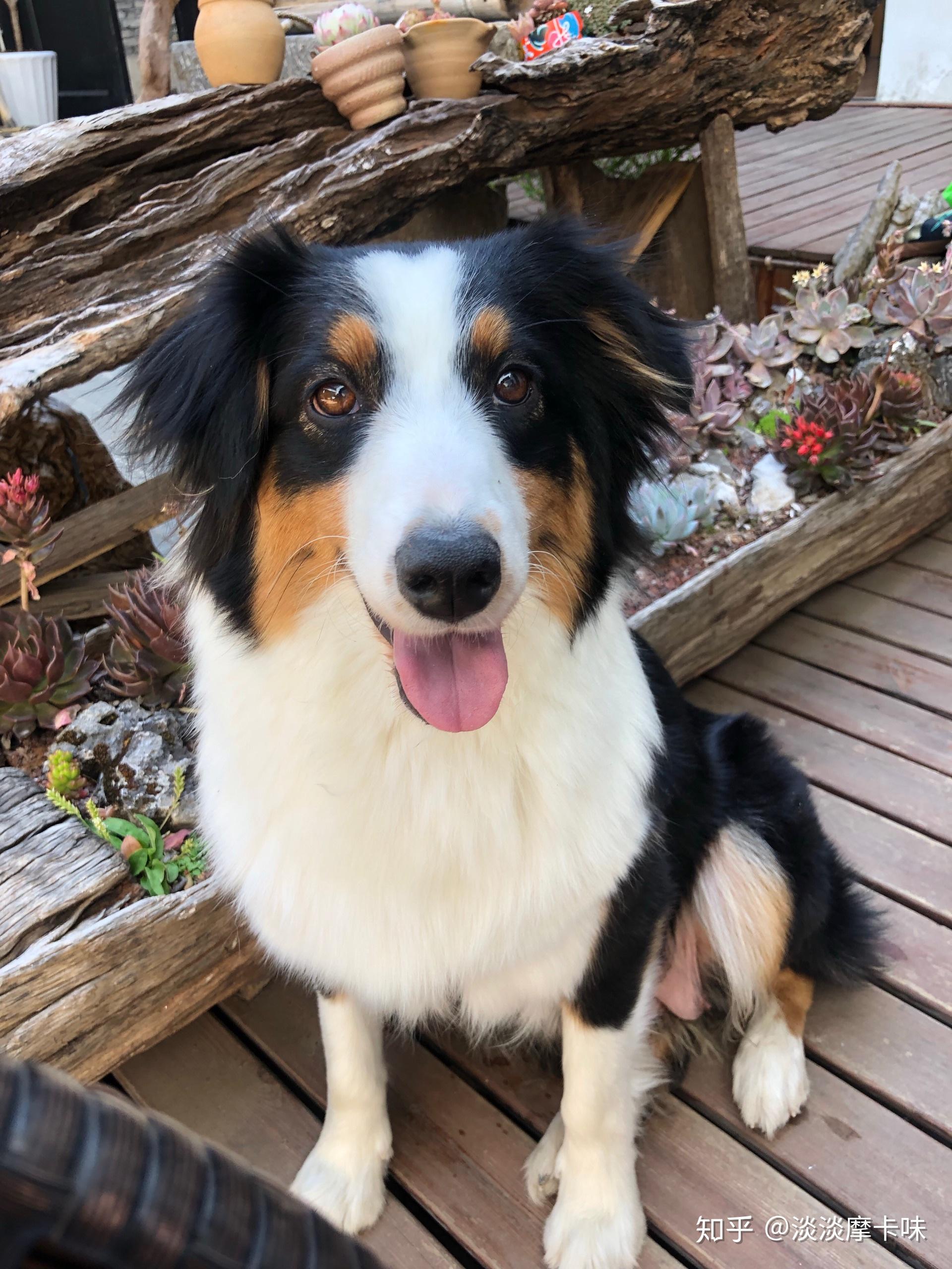 澳大利亚牧羊犬澳牧你有见过实体么