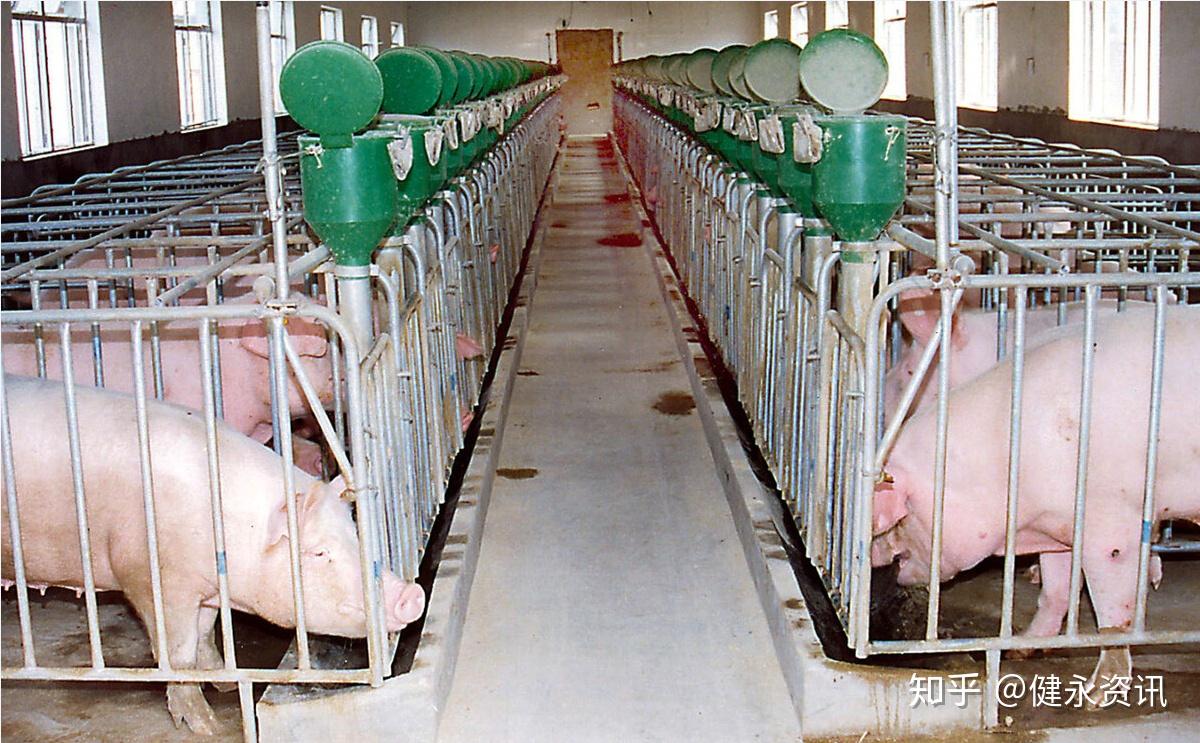 集群式楼房养猪使用rfid技术监测猪生长信息