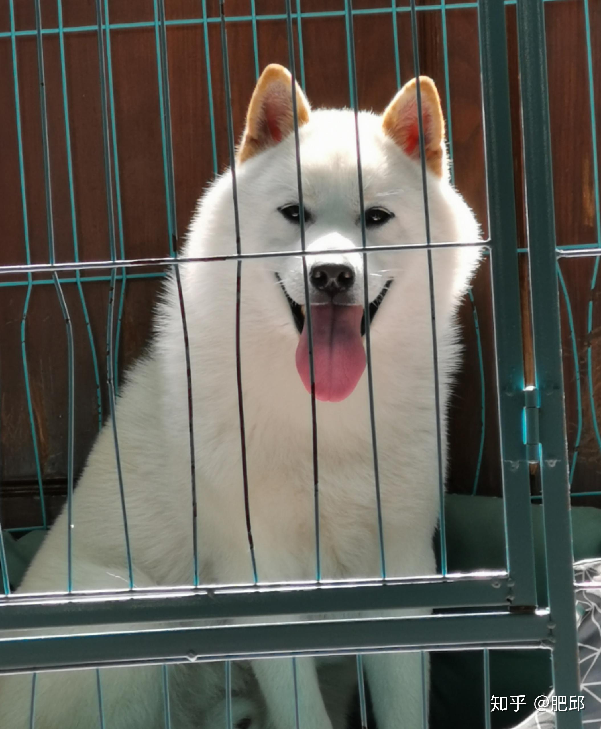 白色柴犬属于什么品种,相对于传统柴犬较为珍贵吗? - 知乎