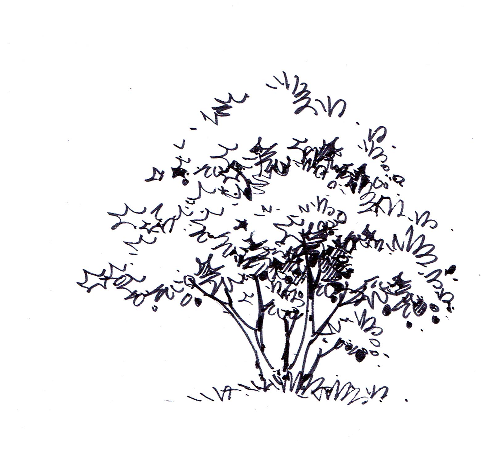 (线稿部分)顺带也会讲一下建筑和室内手绘中植物的应用.