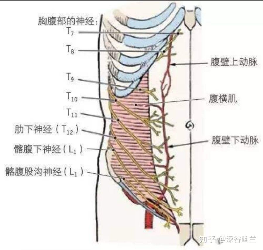 有腹内,外斜肌及腹横肌,有旋髂浅,深动静脉,布有髂腹下神经