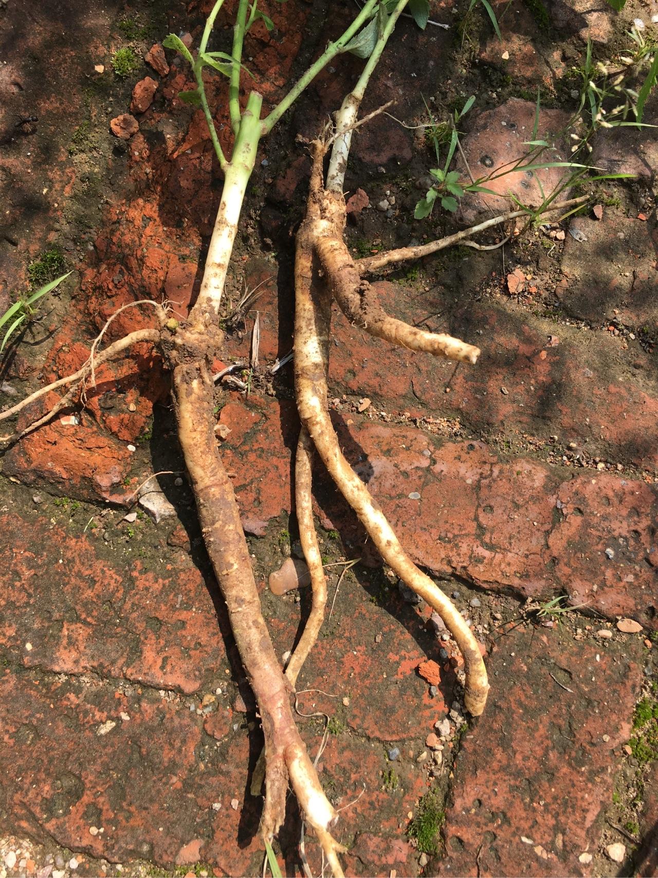 根深蒂固 - 知乎